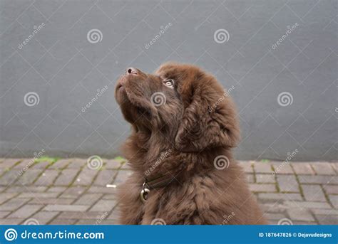 Attentive Brown Newfoundland Puppy Dog Looking Up Stock Photo Image