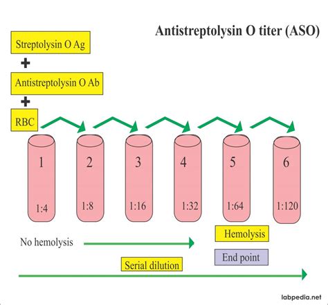 These antibodies are produced when antigens (like a virus or bacteria). ASO Titer (Antistreptolysin O titer) - Labpedia.net