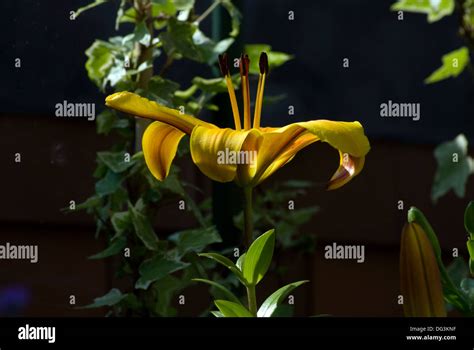 Nice Lilies Hi Res Stock Photography And Images Alamy