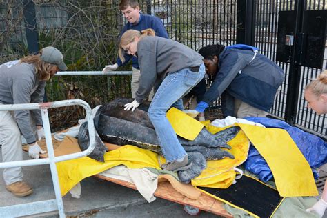 Yawkey Sea Turtle Rescue 500 Pound Leatherback Sea Turtle Rescued