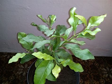 If you find that your lime tree's leaves are turning yellow, the tree is likely lacking in nutrients. Lemon Leaves Are Turning Yellow: Causes For Yellow Leaves ...