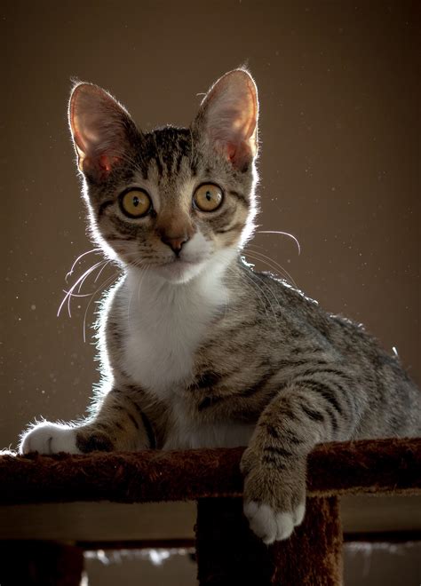 Itap Cat Portrait With Backlighting Ritookapicture