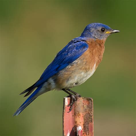 Fileeastern Bluebird 27527 7