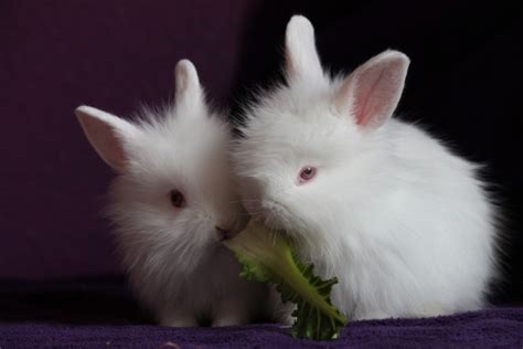 Polish 10 Most Beautiful Rabbit Breeds
