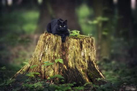 Mystic Cat By Frank And Jules Oberle Via 500px Cats Feline Black Cat