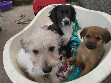 3 Small Puppies Looking For A Forever Home In Totton Hampshire Gumtree