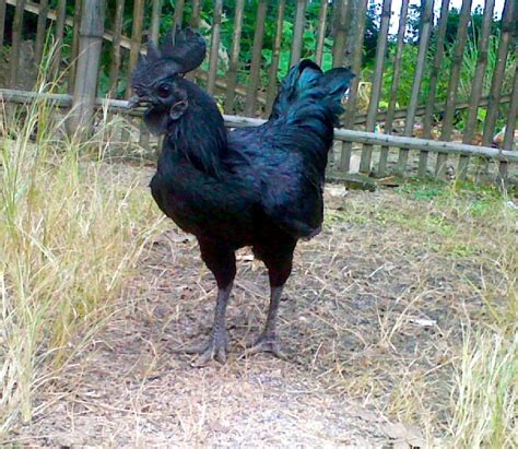 Ayam Cemani Chickens The Ultimate Breed Guide Know Your Chickens