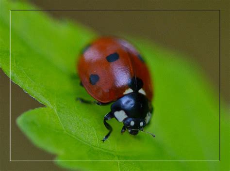 Ladybug By Frankandcarystock On Deviantart