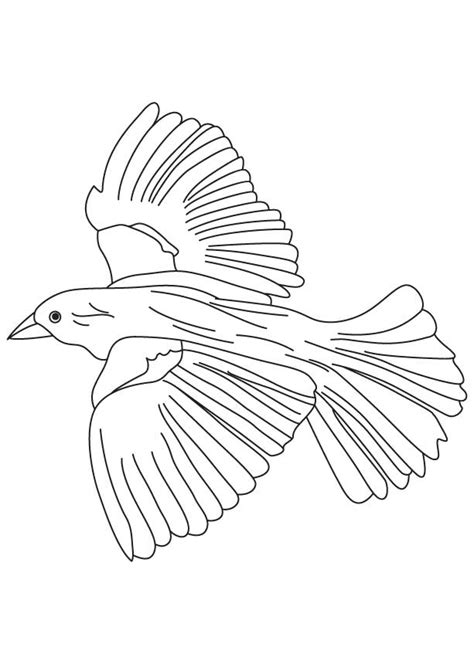 Flying Falcon Coloring Pages