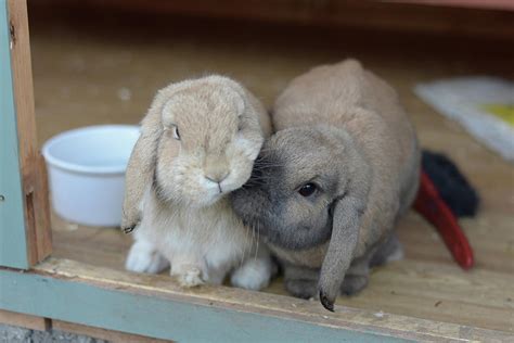 Two Dwarf Lop Rabbits Show Affectionate Nudge Photograph By Rhys