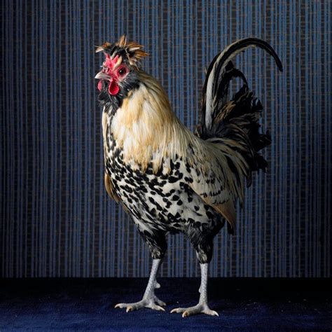 Magnificent Chicken The Weirdest Birds From Tamara Staples Photos