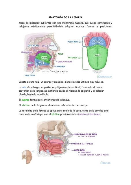 Anatomía De La Lengua Udocz