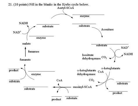 Glycolysis And The Krebs Cycle Free Worksheets Samples