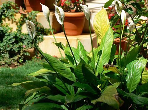 How To Take Care Of Peace Lilies Growing Peace Lilies Indoors