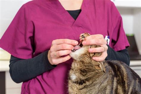 Best dewormer for cats buying guide & faq. Natural Dewormers for Cats - Get Rid of Parasites ...
