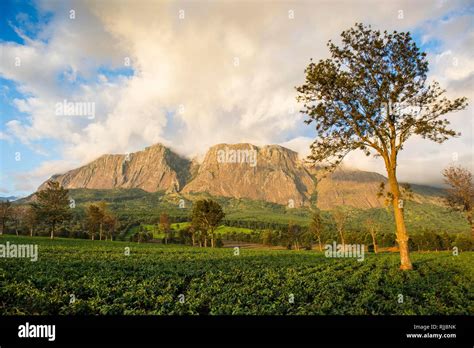 Tea Plantation At Mount Mulanje Malawi Stock Photo Alamy