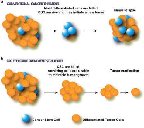 The Role Of Cancer Stem Cells In Tumor Response To Current Or