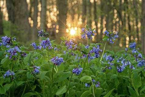 Virginia Bluebell Flowers At Sunset Photograph By Laura Gampfer Fine
