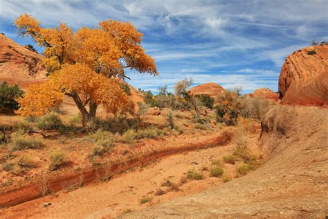 Usa Pars Sky Utah Trees Sand Nature Desert Landscape Wallpapers