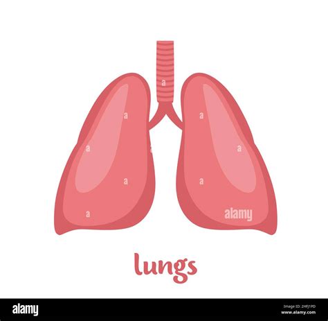 Lungs Human Internal Organ Internal Organ Anatomy Vector Flat Icon