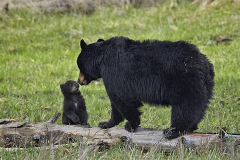 Black Bear Ursus Americanus Sow And Cub Of The Year Photographic