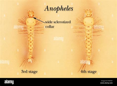 Drawing Of The Third And Fourth Growth Stages Of An Anopheles Mosquito Larva Third Stage