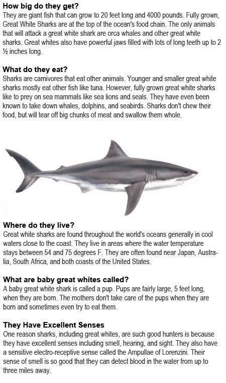 Great White Shark Facts For Kids Artofit