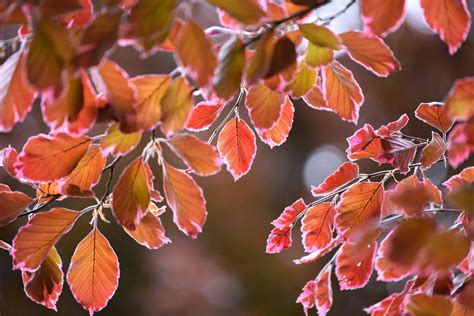 Tricolor Beech Plant Care And Growing Guide