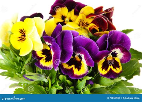 Purple And Yellow Pansies Stock Photo Image Of Fresh 73050932