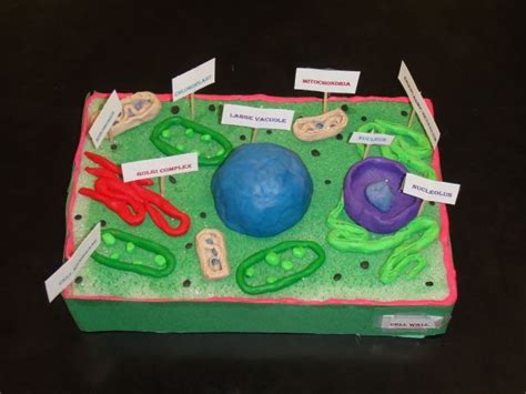 20 Plant Cell Model Ideas Your Students Find Them Interesting Cell