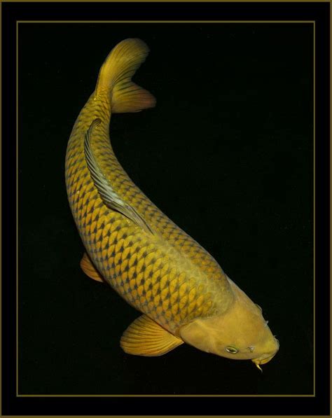 Pin on Japanese koi