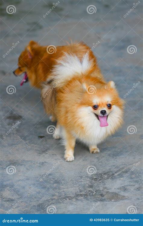 Male And Female Pomeranian Dog Mating Mating Of Pet Stock Image