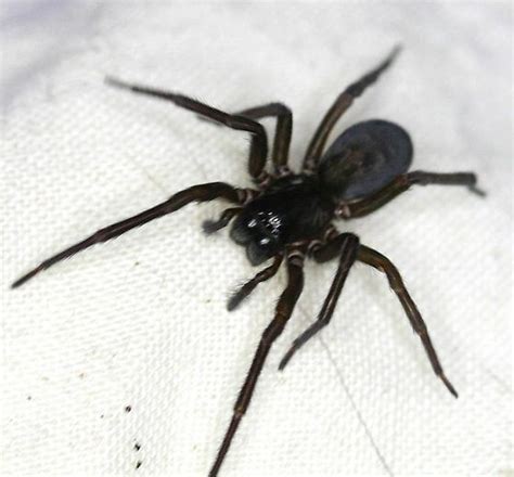 Big Black Spider Amaurobius Ferox Bugguidenet