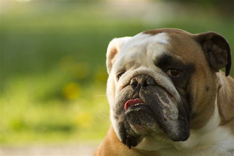 Wallpaper Face Eyes French Bulldog Puppy Dogs Vertebrate Dog