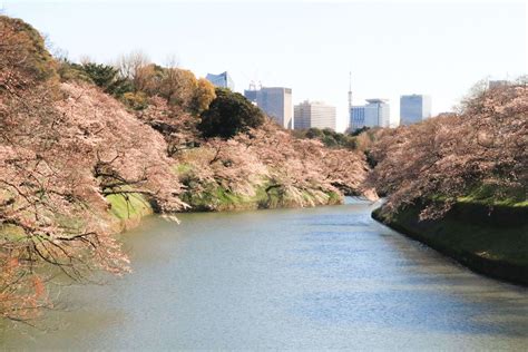 Cherry Blossom Forecast In Japan Japan Web Magazine
