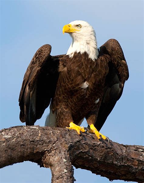 Bald Eagle Perched Stock Photos Pictures And Royalty Free Images Istock