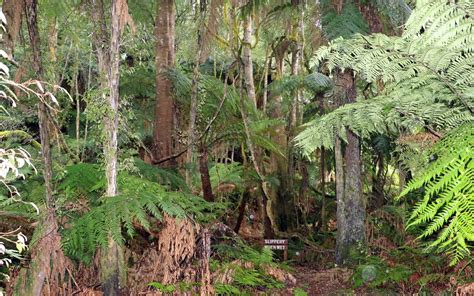 Maxwells Creek Rainforest Walk With Pinkwood Eucryphia Mo Flickr