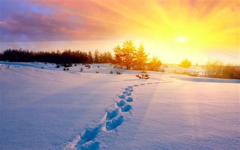 Sun Trees Snow And Foot Step Wallpapers Sun Trees Snow