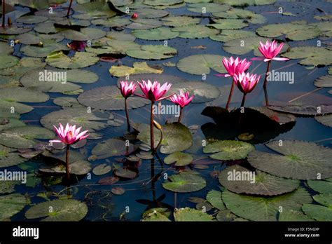 Red Water Lily In Bangladesh Stock Photo Alamy