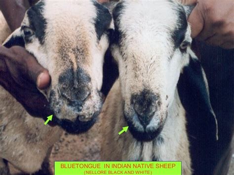 Bluetongue India