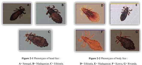 Phenotypes of head and body lice collected from African ...