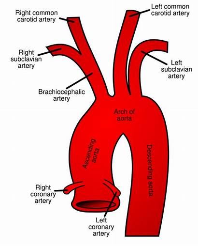Coronary Artery Right Branches Plan Aorta Arch
