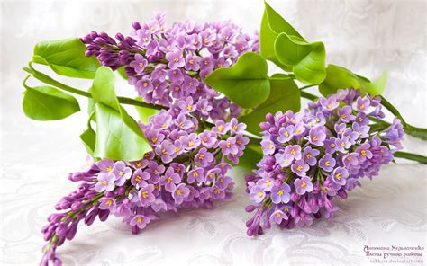 Lilac Flower Purple Photo 34733597 Fanpop