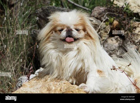 Dog Japanese Chin Japanese Spaniel Adult Sable And White Standing On