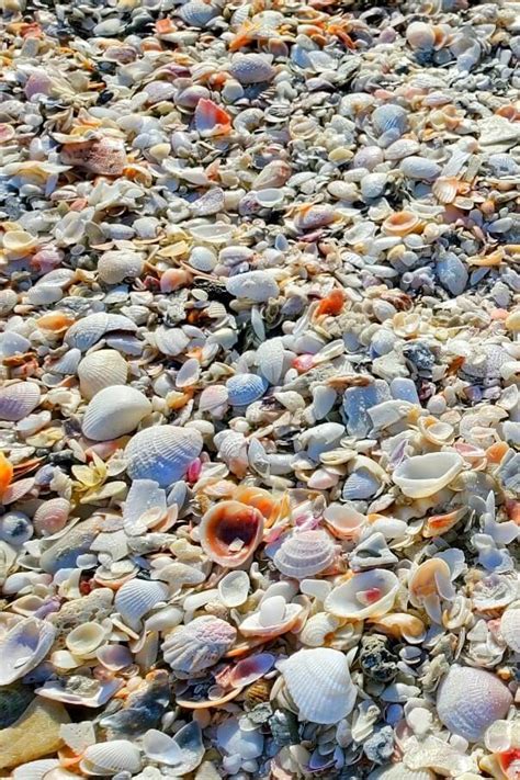 Siesta Key Shelling I Did See Some Shells At A Siesta Key Beach 🐚