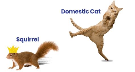 Cat Vs Squirrel Who Would Win