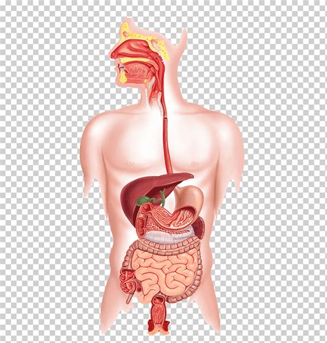 Sistema Digestivo Humano Digestion Sistema Digestivo Humano Images