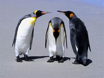 Meeting Penguins Desktop Mac Pc Wallpapers Os