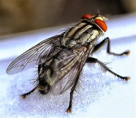 Perbedaan kecoa muda dengan kecoa dewasa adalah ukurannya saja yang lebih kecil dibandingkan dengan kecoa dewasa. Apakah makanan yang telah dihinggapi lalat masih dapat ...