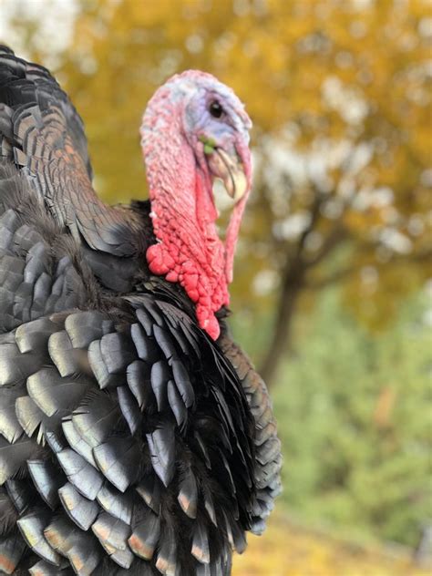 Why Do Turkeys Gobble Back At A Loud Sound Quora